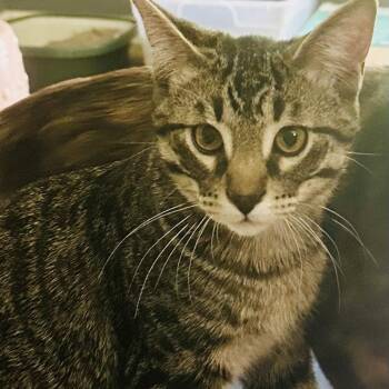 Domestic Short Hair Cats Available for Adoption in Tupelo, Mississippi - Tommy | PetCurious