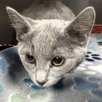 Domestic Short Hair Cats Available for Adoption - Lavender | PetCurious