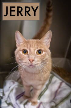 Rescue Domestic Short Hair Cats for Adoption in Greenville, Delaware - Bonded:Ben & Jerry (FCID 12/11/24-533,530 Trainer) | PetCurious