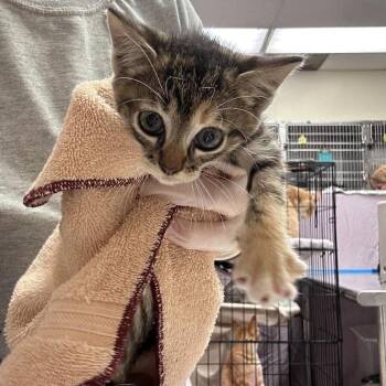 Janie 26-10-002 -  Domestic Short Hair Cat for Adoption in Bastrop, Texas - Janie 26-10-002 | PetCurious