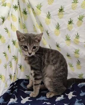 Shorty -  Domestic Short Hair Cat for Adoption in Gainesville, Florida - Shorty | PetCurious