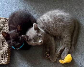 Fred & Ricky -  Domestic Medium Hair Cat for Adoption in Mechanicsburg, Pennsylvania - Fred & Ricky | PetCurious