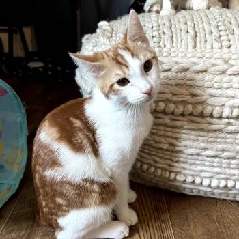 Rescue Domestic Short Hair Cats for Adoption in Wind Gap, Pennsylvania - Pine | PetCurious