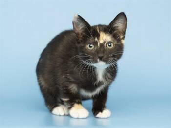 IRIS -  Domestic Short Hair Cat for Adoption in Phoenix, Arizona - IRIS | PetCurious