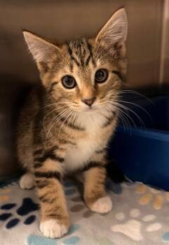 Domestic Short Hair Cats Available for Adoption in Ocala, Florida - Ruffles | PetCurious