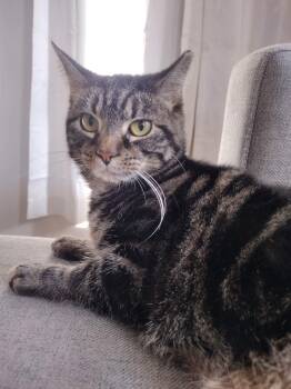 Rescue Domestic Short Hair Cats for Adoption in Lewistown, Pennsylvania - Regina | PetCurious