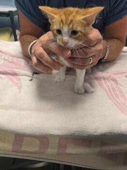 Soulman -  Domestic Short Hair Cat for Adoption in Detroit, Michigan - Soulman | PetCurious