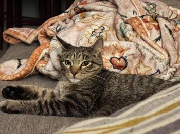 Rio -  Tabby and Domestic Short Hair Cat for Adoption in Minneapolis, Minnesota - Rio | PetCurious