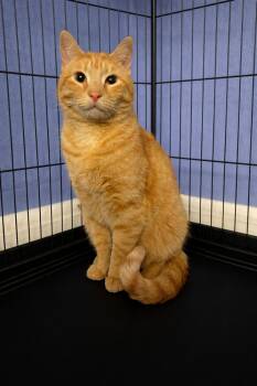 Domestic Short Hair Cats Available for Adoption - Tigger | PetCurious