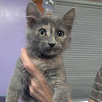Iris -  Domestic Medium Hair Cat for Adoption in Redwood Valley, California - Iris | PetCurious