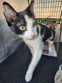 KITTY -  Domestic Short Hair Cat for Adoption in San Antonio, Texas - KITTY | PetCurious