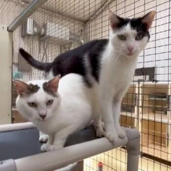 Rescue Tabby Cats for Adoption in Clarksville, Virginia - Cavalier | PetCurious