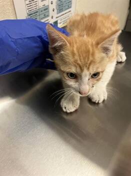 JET -  Domestic Short Hair Cat for Adoption in Long Beach, California - JET | PetCurious