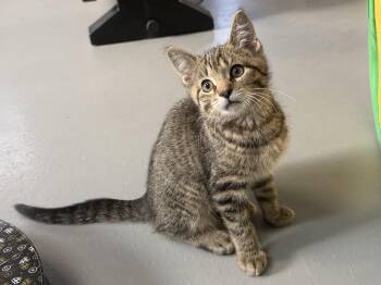 American Shorthair Cats Available for Adoption in Big Rapids, Michigan - Willy | PetCurious