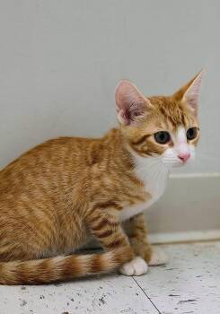 Butterscotch -  Domestic Short Hair Cat for Adoption in Oriental, North Carolina - Butterscotch | PetCurious