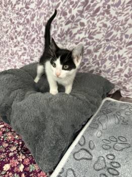 Pumba* -  American Shorthair Cat for Adoption in Standish, Michigan - Pumba* | PetCurious