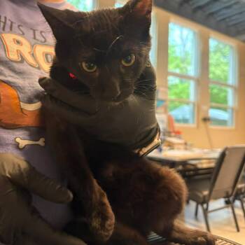 Domestic Short Hair Cats Available for Adoption in Huntington, West Virginia - Ozzy | PetCurious