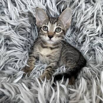 Domestic Short Hair Cats Available for Adoption in Ephrata, Washington - Patsy | PetCurious