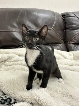 Koty -  Domestic Short Hair Cat for Adoption in Newberg, Oregon - Koty | PetCurious