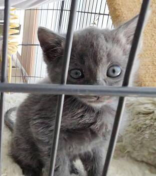 Russian Blue and Domestic Short Hair Cats Available for Adoption - Kacey | PetCurious