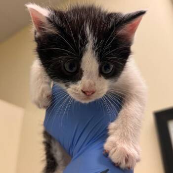 Bryan -  Domestic Short Hair Cat Available for Adoption in Lynchburg, Virginia - Bryan | PetCurious