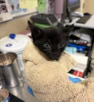 BLARE -  Domestic Short Hair Cat for Adoption in Riverside, California - BLARE | PetCurious