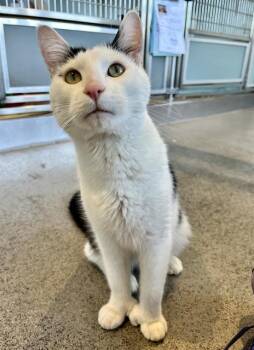 SPOOKY MITTENS -  Domestic Short Hair Cat for Adoption in San Francisco, California - SPOOKY MITTENS | PetCurious