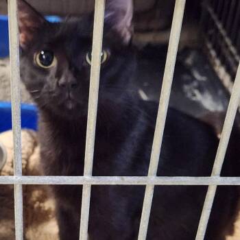 Indigo C46166 -  Domestic Short Hair Cat for Adoption in Corsicana, Texas - Indigo C46166 | PetCurious