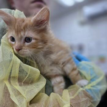 Cinna -  Domestic Long Hair Cat for Adoption in Incline Village, Nevada - Cinna | PetCurious
