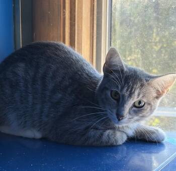 RAINY -  Domestic Short Hair Cat for Adoption in Westminster, Maryland - RAINY | PetCurious