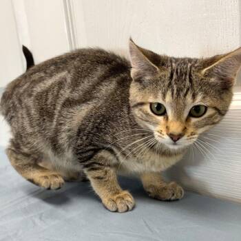 Lou -  Domestic Medium Hair Cat for Adoption in Medford, Oregon - Lou | PetCurious