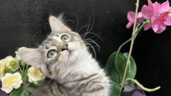 Redford -  Tabby and Domestic Medium Hair Cat for Adoption in Fayetteville, Georgia - Redford | PetCurious