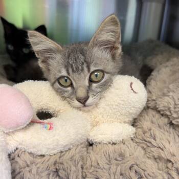 Ace -  Domestic Short Hair Cat for Adoption in Emporia, Kansas - Ace | PetCurious