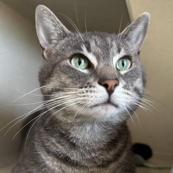 Domestic Short Hair Cats Available for Adoption in Redwood City, California - Pua | PetCurious