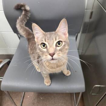 Blue -  Domestic Short Hair Cat for Adoption in Chattanooga, Tennessee - Blue | PetCurious