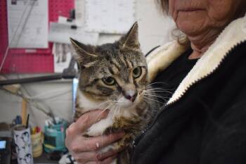 Domestic Short Hair Cats Available for Adoption in Pahrump, Nevada - Whiskers | PetCurious
