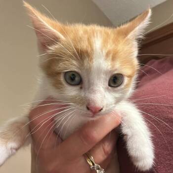 Garnet -  American Shorthair Cat for Adoption in Bethel, Connecticut - Garnet | PetCurious