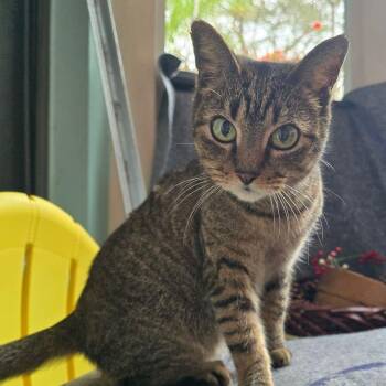 Domestic Short Hair Cats Available for Adoption - Cookie | PetCurious