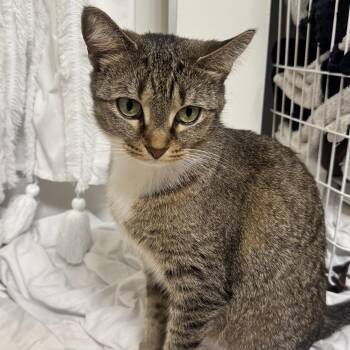 Domestic Short Hair Cats Available for Adoption - Zoe | PetCurious