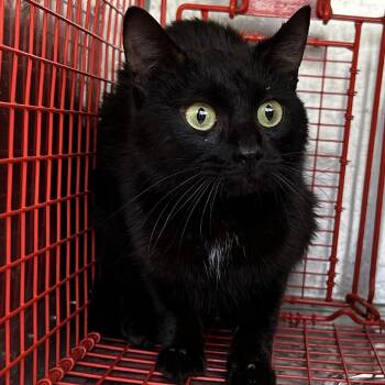 Domestic Short Hair Cats Available for Adoption in Birmingham, Alabama - Echo | PetCurious