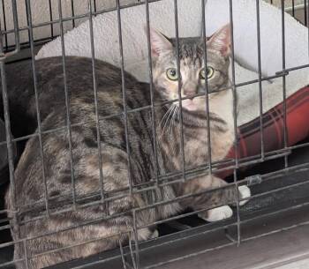 Misty -  Domestic Short Hair Cat Available for Adoption - Misty | PetCurious
