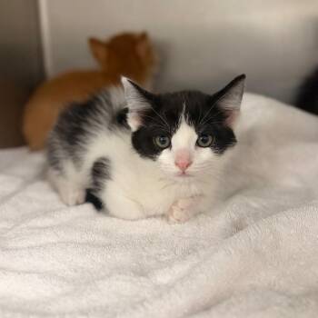Monet -  Domestic Medium Hair Cat for Adoption in Spokane, Washington - Monet | PetCurious