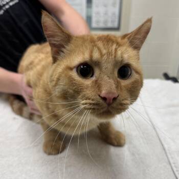 Creature -  Domestic Short Hair Cat for Adoption in Murray, Utah - Creature | PetCurious