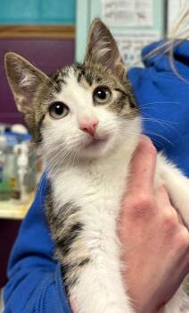 Domestic Short Hair Cats Available for Adoption in Olean, New York - Milchick | PetCurious