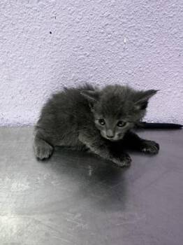 61628466 -  Domestic Long Hair Cat for Adoption in El Paso, Texas - 61628466 | PetCurious