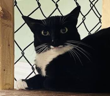 Rescue Domestic Short Hair Cats for Adoption in Beacon, New York - Bronx | PetCurious