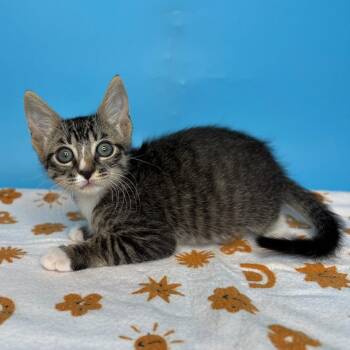 Mr. Black -  Domestic Short Hair Cat for Adoption in San Antonio, Texas - Mr. Black | PetCurious