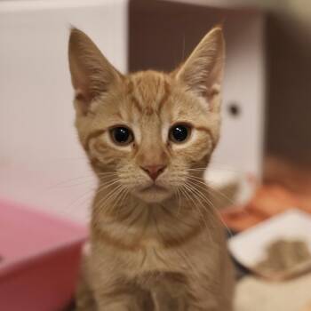 Frisky -  Domestic Short Hair Cat for Adoption in Briarcliff Manor, New York - Frisky | PetCurious