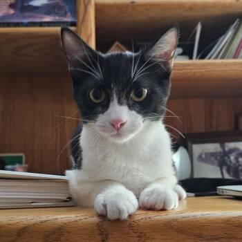 Arden -  Domestic Short Hair Cat for Adoption - Arden | PetCurious
