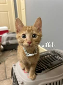 Griffith -  Domestic Short Hair Cat for Adoption in Mustang, Oklahoma - Griffith | PetCurious